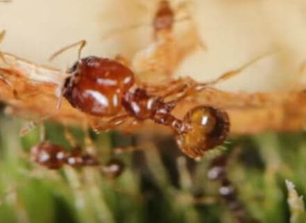 Bigheaded Ant Pest Control Richmond VA