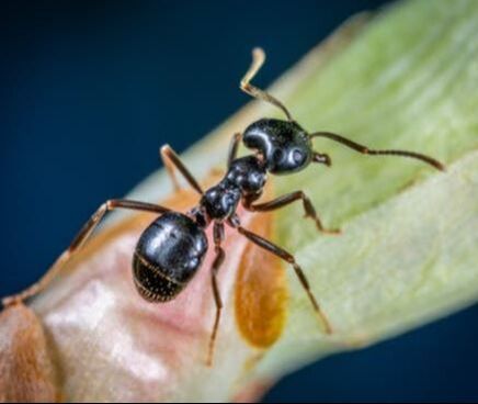 Carpenter Ant Petersburg Pest Control Petesburg, VA