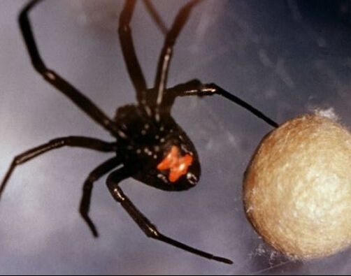 Black Widow Spider Powhatan Pest Control Powhatan, VA