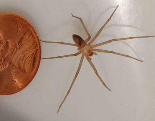 Brown Recluse Spider Powhatan Pest Control Powhatan, VA