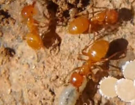 Citronella Ant Pest Control Richmond VA