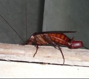 Cockroach laying Egg on Windowsill Hopewell Pest Control Hopewell, VA
