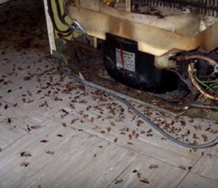 Cockroach Infestation Powhatan Pest Control Powhatan, VA