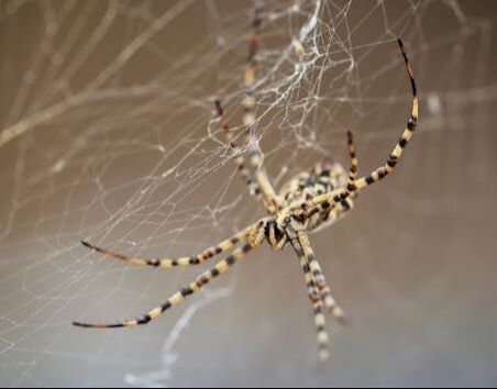 Common House Spider Powhatan Pest Control Powhatan, VA