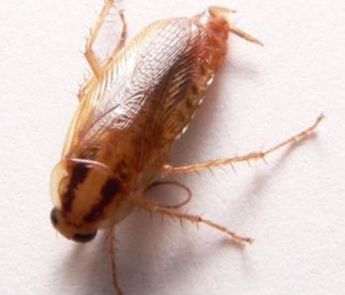 German Cockroach Powhatan Pest Control Powhatan, VA