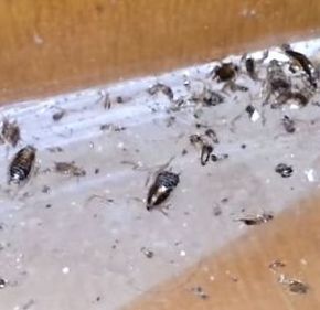 American Cockroach Petersburg Pest Control Petersburg, VA