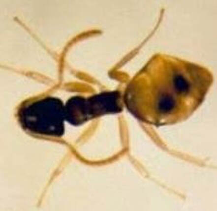 Ghost Ant Pest Control Richmond VA
