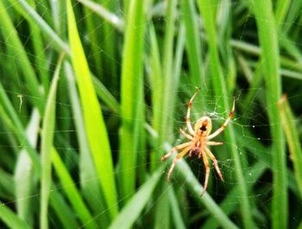 Grass Spider Pest Control Richmond VA