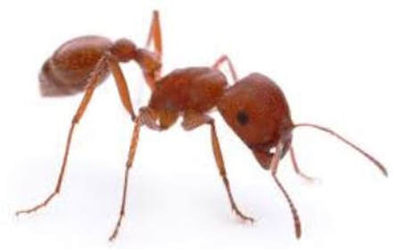 Harvester Ant Pest Control Richmond VA