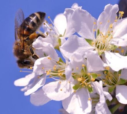 Bees Pest Control Richmond VA