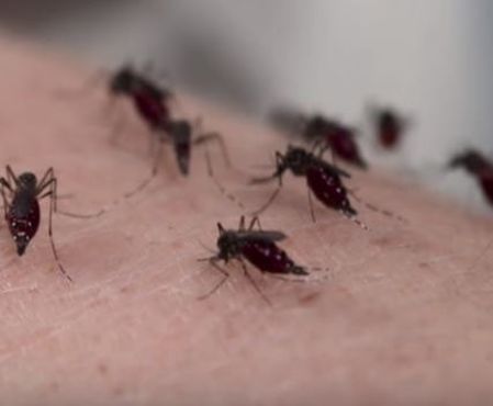 A Flock of Mosquitoes Petersburg Pest Control Petersburg, VA