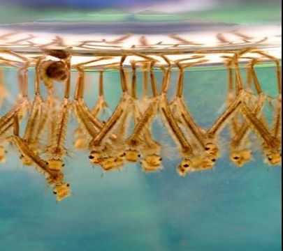 Mosquito Larvae in Water Powhatan Pest Control Powhatan VA