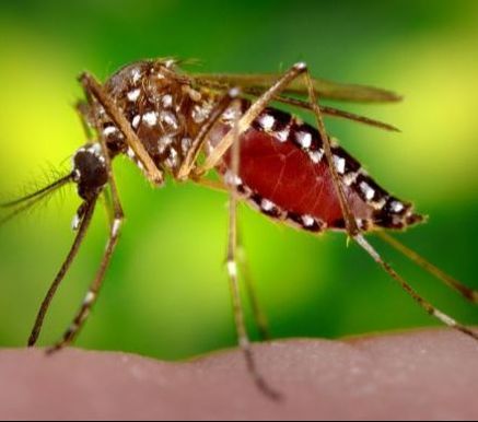 Mosquito Feeding Powhatan Pest Control Powhatan, VA