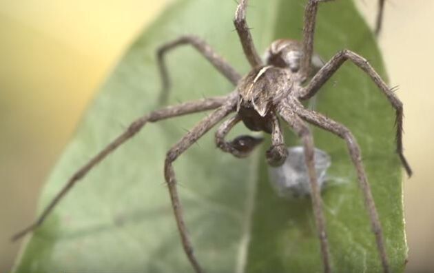 Nursery Web Spider Pest Control Richmond VA
