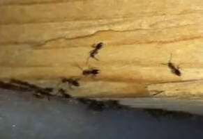 Odorous Ants Hopewell Pest Control Hopewell, VA