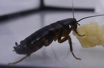 Oriental Cockroach Hopewell Pest Control Hopewell, VA