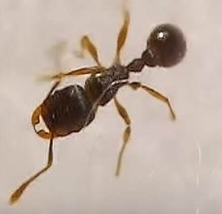 Pavement Ant Pest Control Richmond VA