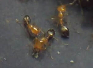Pharaoh Ants Hopewell Pest Control Hopewell, VA
