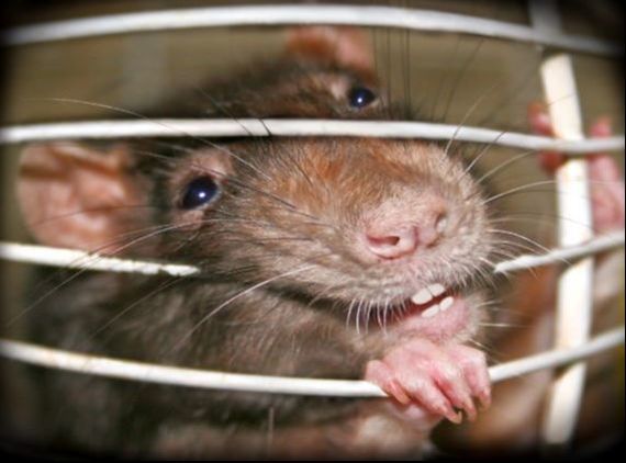 Rat Chewing Through Wire Powhatan Pest Control Powhatan, VA