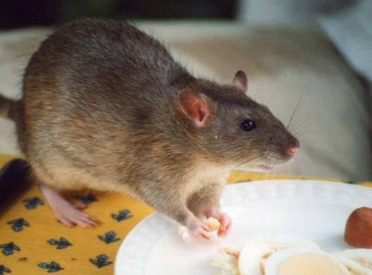 Rat Eating from Dinner Plate Powhatan Pest Control Powhatan, VA
