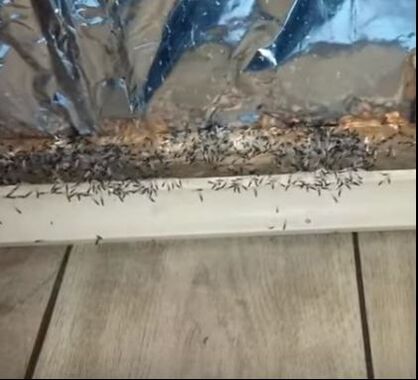 Termite Swarm in Home Hopewell Pest Control Hopewell, VA