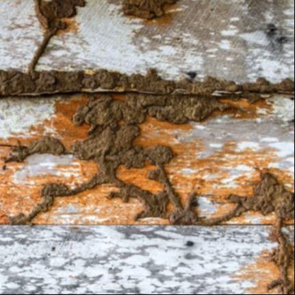 Termite Shelter Tube Powhatan Pest Control Powhatan, VA