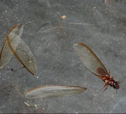 Termites Shedding Wings Petersburg Pest Control Petersburg, VA