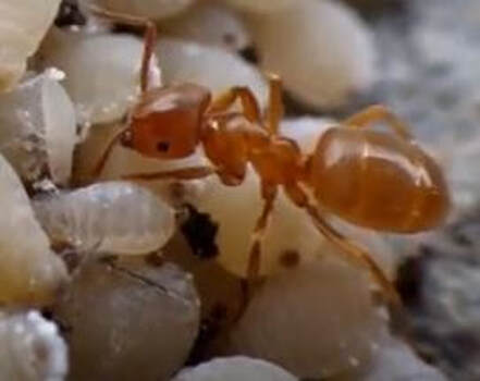 Thief Ant Pest Control Richmond VA