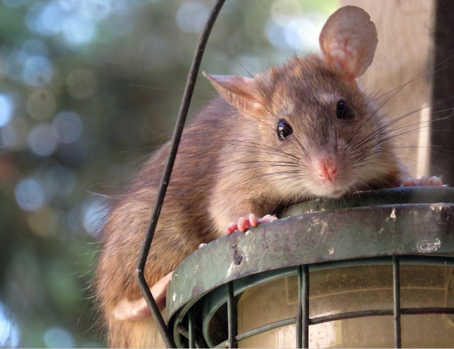 Roof Rat Pest Control Richmond VA