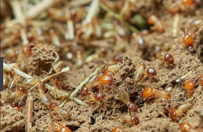 Termite Nest RVA Pest Control VA