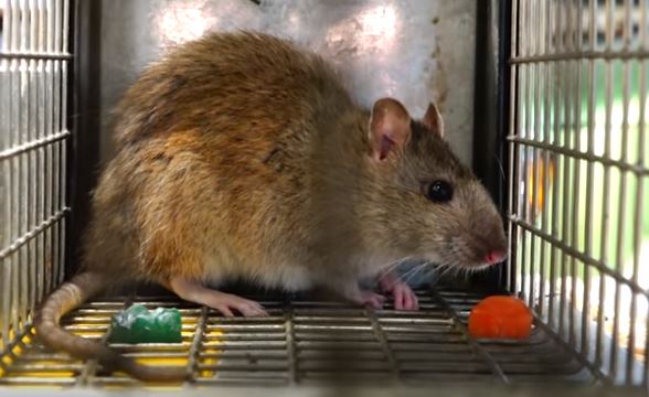 Brown Rat Pest Control Richmond VA